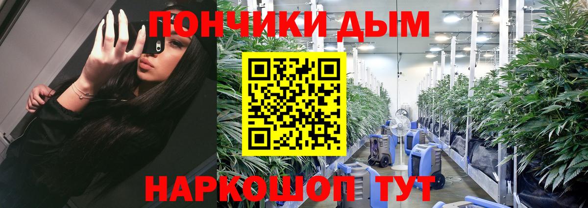 Конопля гибрид Куйбышев